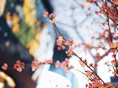 pink petaled flowers selective focus photography thumbnail
