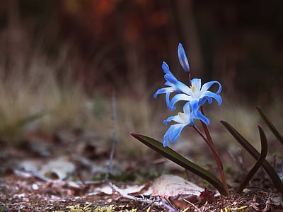 shallow focus photography of blue petaled flower thumbnail