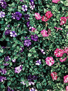 Multicolored Petaled Flowers thumbnail