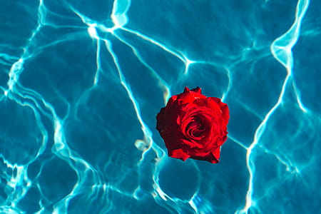 Fresh garden rose on the blue water of a swimming pool on a warm summer day thumbnail