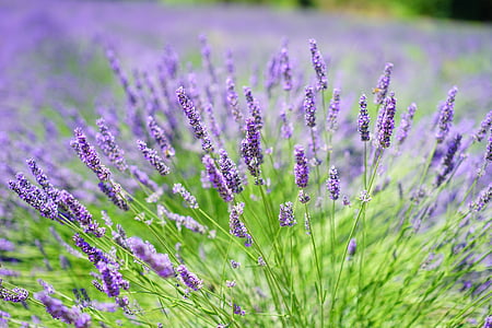 purple petaled flowers closeup photography thumbnail