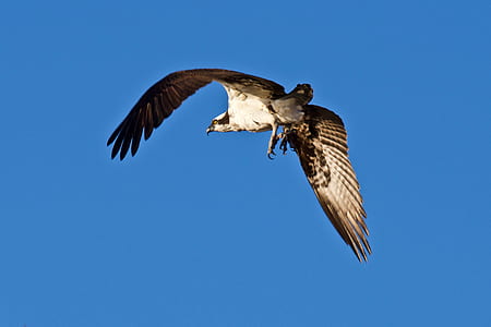 photograph of flying bird thumbnail