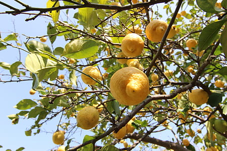 ripe lemon fruits on tree branch thumbnail