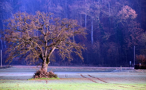 leafless tree in the middle of park thumbnail
