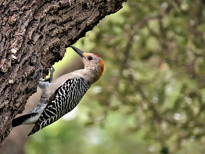 selective focus photography of white and black wood pecker bird pecking tree thumbnail