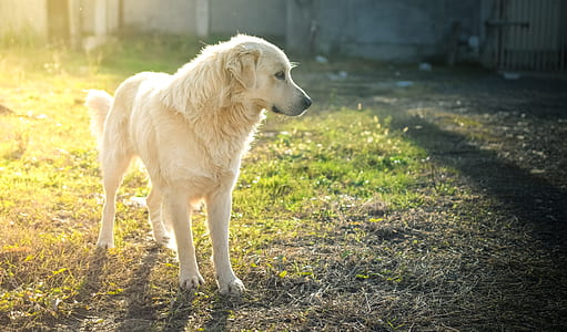 medium sized yellow labrador retriever thumbnail