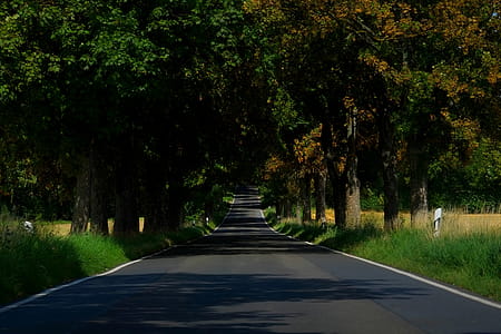 Asphalt Empty Road in Between of Tall Trees thumbnail