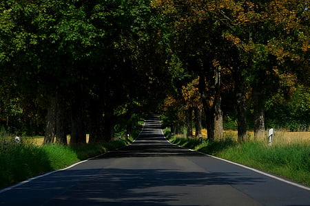 open road between trees during daytime thumbnail