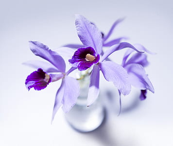 purple petaled flower and clear vase thumbnail