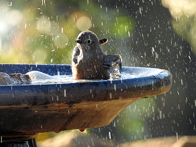 time lapse photography of brown bird on birdbath thumbnail