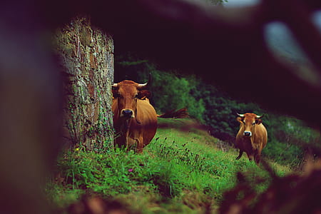 black cattle on green grass thumbnail