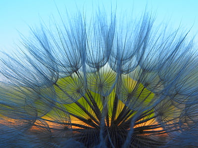 selective-focus photography of dandelions thumbnail