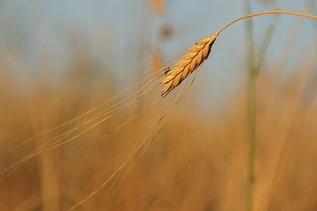 close-up photography of brown rice wheat thumbnail