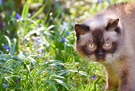 white and black cat thumbnail