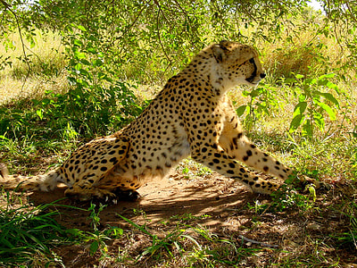 cheetah sitting near brown tree at daytime thumbnail