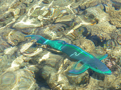 blue fish on body of water photo thumbnail