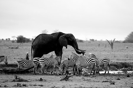 wildlife photography of elephant surrounded by zebras thumbnail