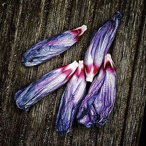 closeup photo of four purple bud flowers on wooden panel thumbnail