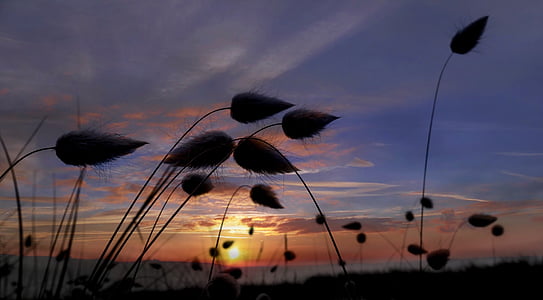 silhouette photography of plants under sunset thumbnail