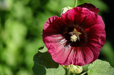 red hollyhock flower in close-up photography thumbnail