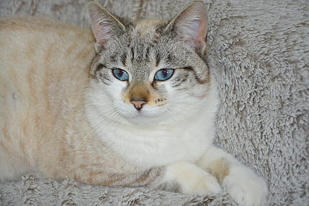orange, gray, and white tabby cat thumbnail