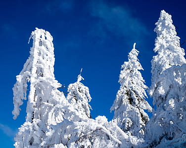 low angle photography of frozen trees thumbnail