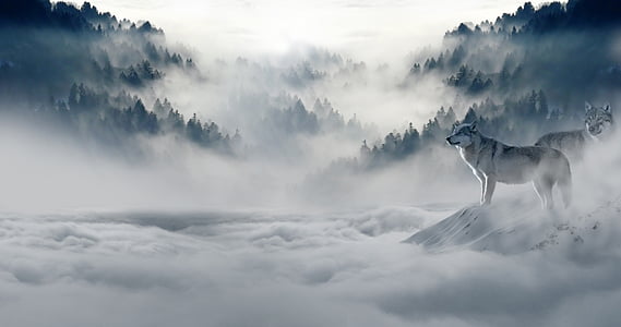 photography of white wolf thumbnail