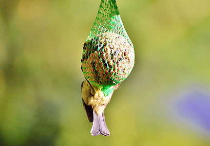 round brown in green net thumbnail