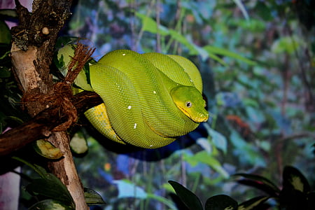 green snake wrapped around branch thumbnail