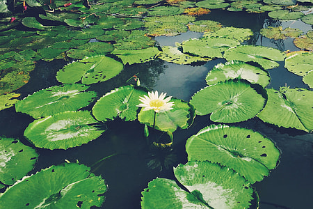 white waterlily in closeup photo thumbnail