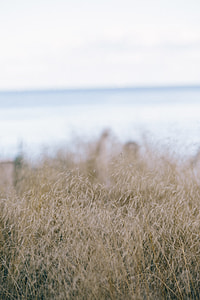 Withered grass thumbnail