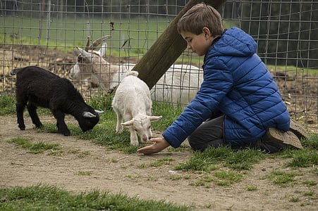 boy feeding white and black goat kids thumbnail