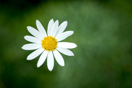 tilt shift focus photography of white daisy flower thumbnail