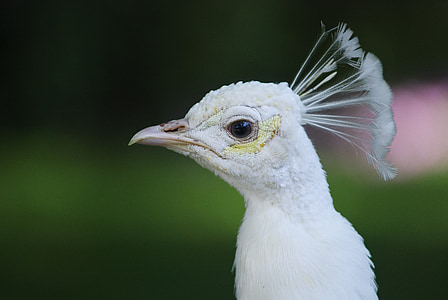 peahen macro photo thumbnail