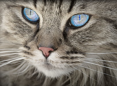 silver tabby cat with blue eyes thumbnail
