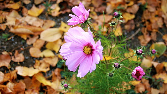 pink daisy flowers thumbnail
