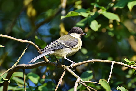 yellow and gray bird on brown tree branch thumbnail