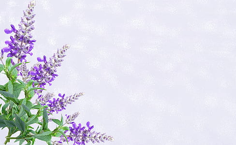 purple lupine flowers thumbnail