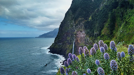 purple Gomphrena flowers above body of water thumbnail