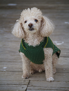 white toy poodle sitting brown wooden deck at daytime thumbnail