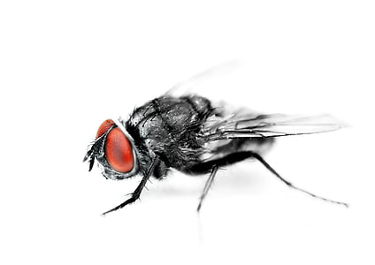 selective focus photography of common housefly on white surface thumbnail