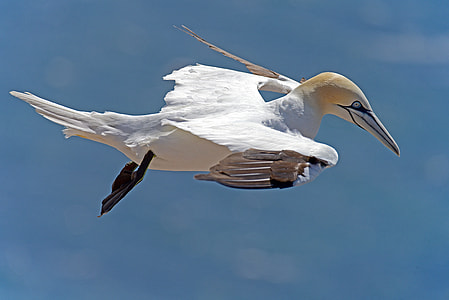 selective focus of white bird thumbnail