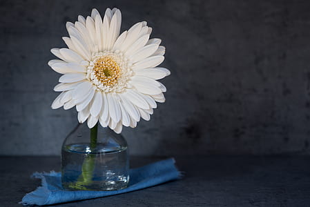 white Gerbera daisy in clear glass vase close up photo thumbnail