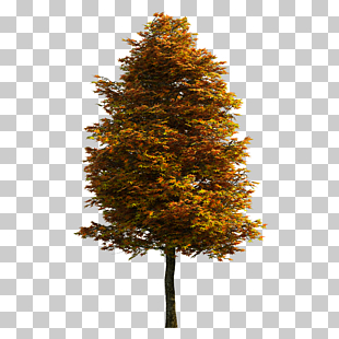 Tree , tree, yellow and orange leafed tree PNG clipart