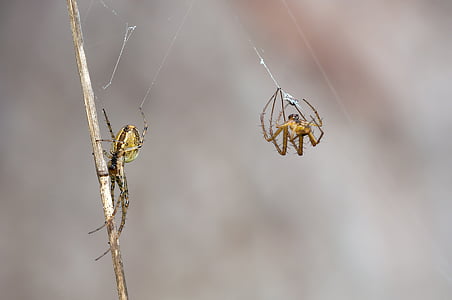 macro photography of two spiders making webs thumbnail
