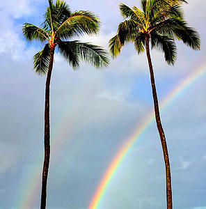 two coconut trees with rainbow thumbnail