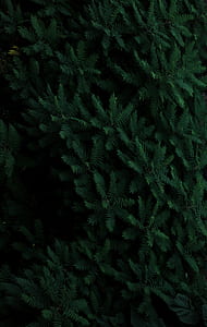 green leafed plants thumbnail