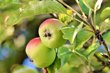 selective focus photography of two peaches thumbnail