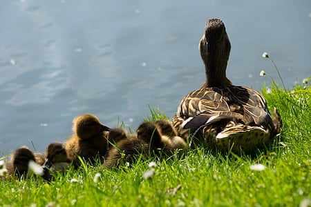 brown duck with chicks thumbnail