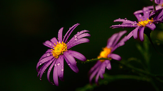water dews on purple daisy flowers thumbnail
